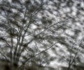 Monotone uniformly distributed fuzzy spots and bare clear trees Royalty Free Stock Photo