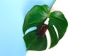 The concept of zero waste. serum on a monstera sheet Royalty Free Stock Photo