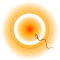 Conception Egg Sperm and Sex