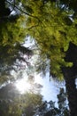 Conception garden, jardin la concepcion in Malaga, Spain, trees and sky view from park, botanical garden Royalty Free Stock Photo