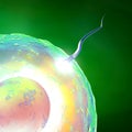 Conception ovum and sperm Royalty Free Stock Photo