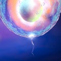 Conception ovum and sperm Royalty Free Stock Photo