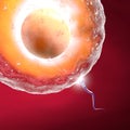 Conception ovum and sperm Royalty Free Stock Photo
