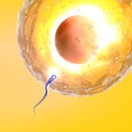 Conception ovum and sperm Royalty Free Stock Photo
