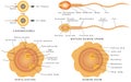 Conception ovum and sperm.