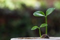 Concepts about the environment and the growth of natural trees. Small plant or sprout growing on good soil on green background Royalty Free Stock Photo