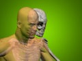 Conceptual Anatomy human body on green