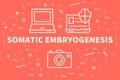 Conceptual business illustration with the words somatic embryogenesis