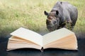 Conceptual composite open book image of Black rhinoceros diceros bicornis michaeli in captivity