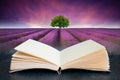 Conceptual composite open book image of Stunning lavender field landscape Summer sunset with single tree on horizon