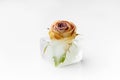 Rose bud in ice cubes on white isolated Royalty Free Stock Photo