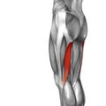 Conceptual 3D illustration human upper leg anatomy or anatomical and muscle