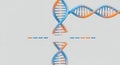 DNA strands merging and splitting, genetic engineering, molecular biology, chromosome science Royalty Free Stock Photo