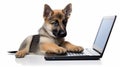 Conceptual Digitalism: German Shepherd Puppy Using Laptop In Minimalist Setting