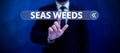 Conceptual display Sea Weeds. Business overview Large algae growing in the sea or ocean Marine plants flora