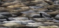 Field of Sleeping Elephant Seals with Colors Curves and Lines Created by Nature
