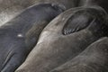 Conceptual Fur and Flipper Detail Elephant Seals Nature on Beach