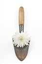 Conceptual gardening still life with spade and white flower
