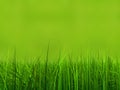 Conceptual green 3d grass field or lawn on green background