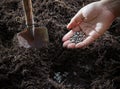 Conceptual of hand plant and sunflowers seed in to plantation so