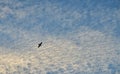 A silhouette of a bird in a blue sky with mottled white cloud background, concept freedom. Royalty Free Stock Photo