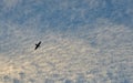 A silhouette of a bird in a blue sky with mottled white cloud background, concept freedom. Royalty Free Stock Photo