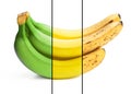 Conceptual image of half ripe banana bunch showing different stages Royalty Free Stock Photo