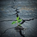 young sapling breaking through a cracked concrete pavement