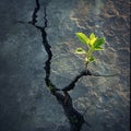 young sapling breaking through a cracked concrete pavement Royalty Free Stock Photo