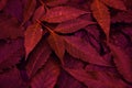 Red leaves pattern background, Natural background and wallpapergreen