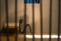 Conceptual jail photo with iron nail sitting behind bars Royalty Free Stock Photo