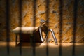 Conceptual jail photo with iron nail sitting behind bars Royalty Free Stock Photo