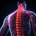 Conceptual medical illustration Human skeleton highlighting lower back pain in red