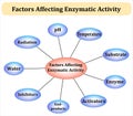factors affecting enzymatic activity mind map diagram infographic is ideal for biochemistry, biology, medical, and scientific Royalty Free Stock Photo