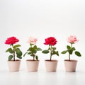 Conceptual Minimalism: Groupings Of Roses In A Pot