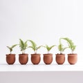 Conceptual Minimalism: Six Small Fern Planters In A Row
