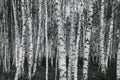 Conceptual photo. Black and white image: many thin birch trunks. Background, pattern of trees. Selective focus. Royalty Free Stock Photo