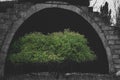 Conceptual photo of bright green three grows near a giant abandoned military hangar.