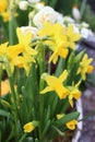 Conceptual photo. Easter decoration. Bright yellow daffodils on green background in greenhouse. Springtime. Gardening