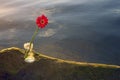 Single red gerbera flower on sea roc in transparent vase. Royalty Free Stock Photo