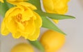 Conceptual photo in Kitchen. Yellow lemons, yellow tulips on the table. Conceptual photo. Interior Photos Royalty Free Stock Photo