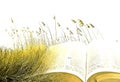 open bible golden harvest spiritual light god christ jesus jehovah wheat field parable miracles book Royalty Free Stock Photo