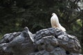 Conceptual photo. Portrait a bird pigeon sits on a monument with a picture of pigeons