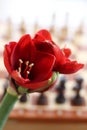 Conceptual photo. Red amaryllis flowers isolated on chess background. Red Amaryllis, bulbous plant on the chess board.