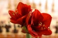 Conceptual photo. Red amaryllis flowers isolated on chess background. Red Amaryllis, bulbous plant on the chess board.