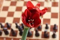 Conceptual photo. Red amaryllis flowers isolated on chess background. Red Amaryllis, bulbous plant on the chess board.