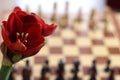 Conceptual photo. Red amaryllis flowers isolated on chess background. Red Amaryllis, bulbous plant on the chess board.