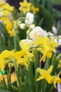 Conceptual photo. Easter decoration. Bright yellow daffodils on green background in greenhouse. Springtime. Gardening