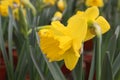 Conceptual photo. Easter decoration. Bright yellow daffodils on green background in greenhouse. Springtime. Gardening