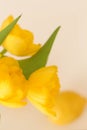 Conceptual photo in Kitchen. Yellow lemons, yellow tulips on the table. Conceptual photo. Interior Photos Royalty Free Stock Photo